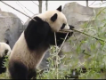 大熊猫的视频,大熊猫的温馨日常